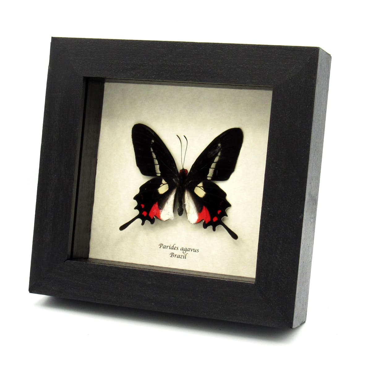 Rare red butterfly framed specimen - Parides agavus
