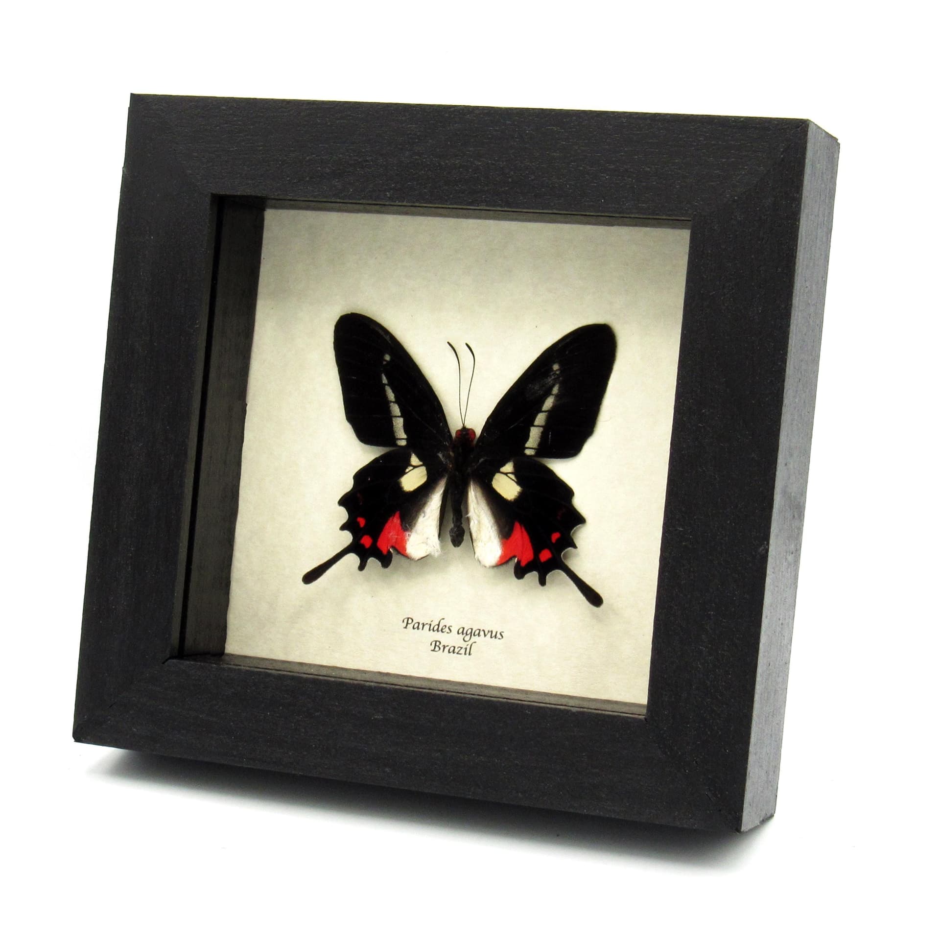 Rare red butterfly framed specimen - Parides agavus