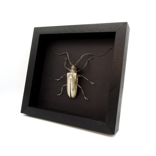 Rare XL Long Horn beetle framed taxidermy - Batocera hercules