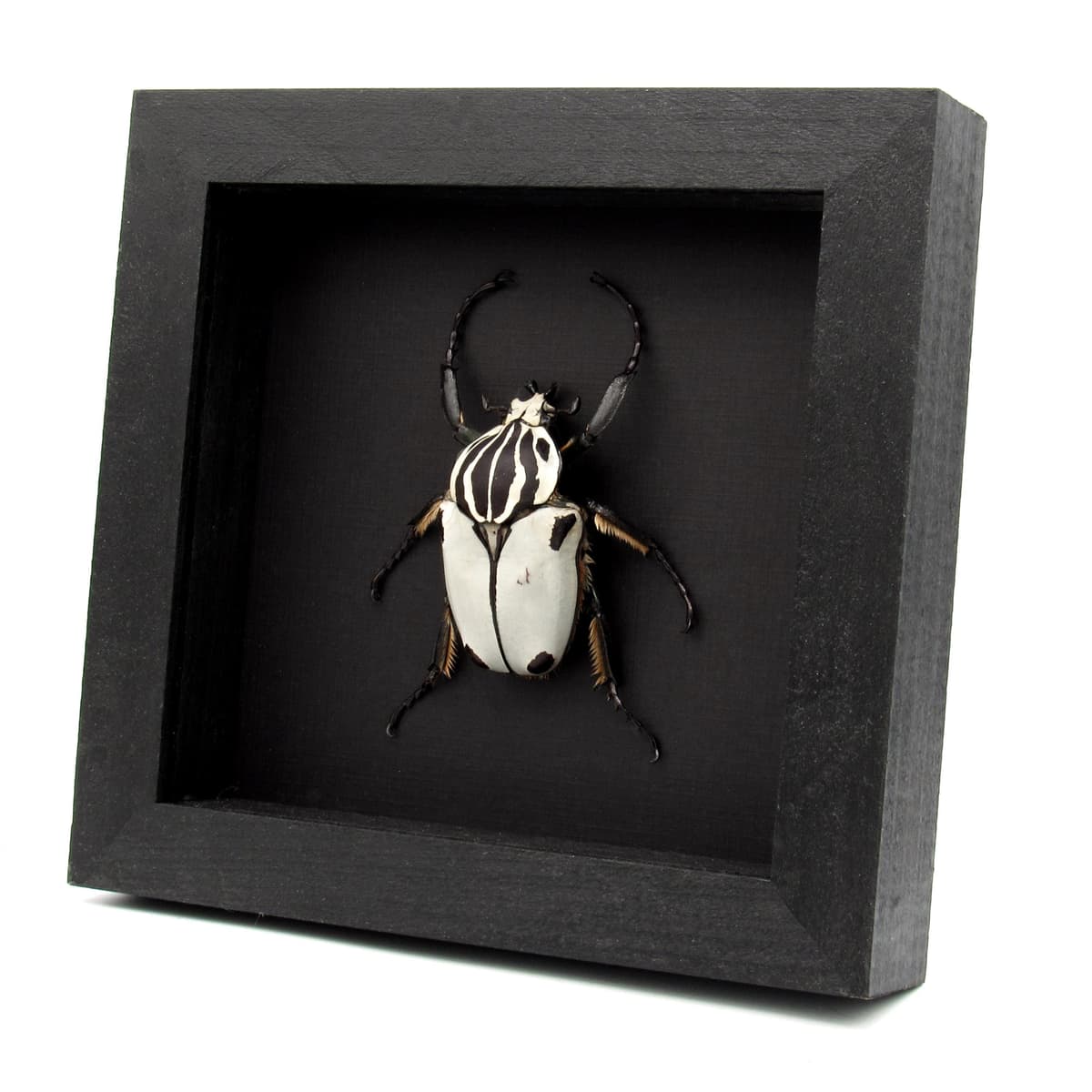 Rare Goliath beetle framed specimen - Goliathus quadrimaculatus - pristine