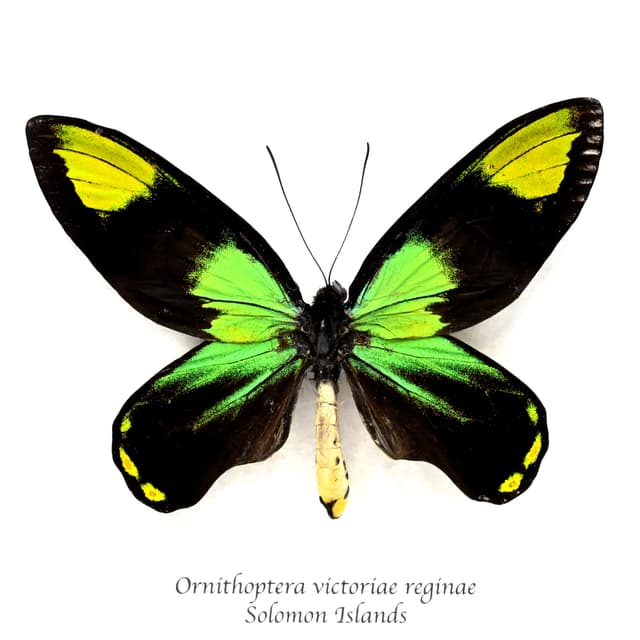 Rare Queen Victoria's Birdwing butterfly specimen - Ornithoptera victoriae reginae