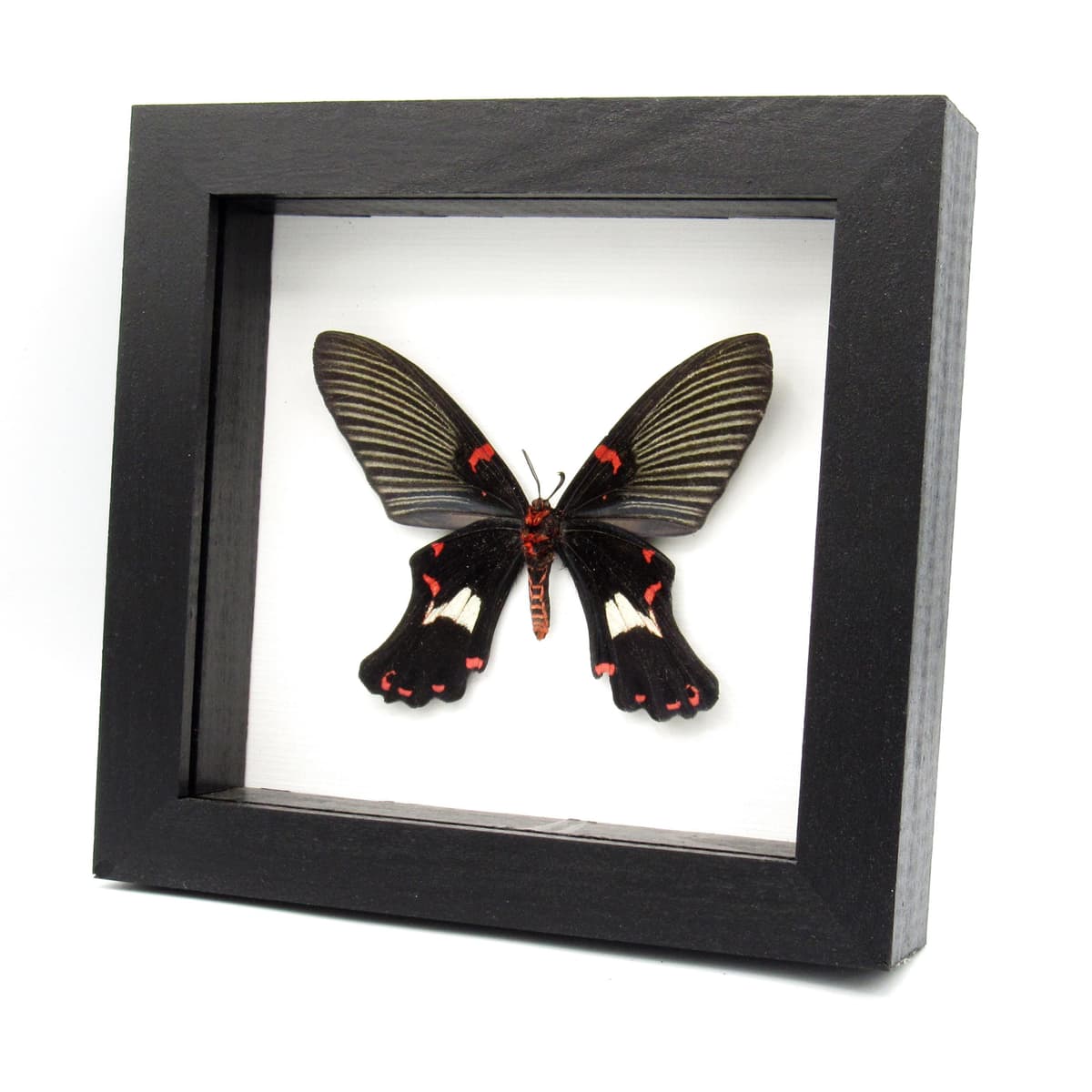 Rare moth framed taxidermy - Epicopeia polydora - Butterfly mimic - minor damage/antenna nip