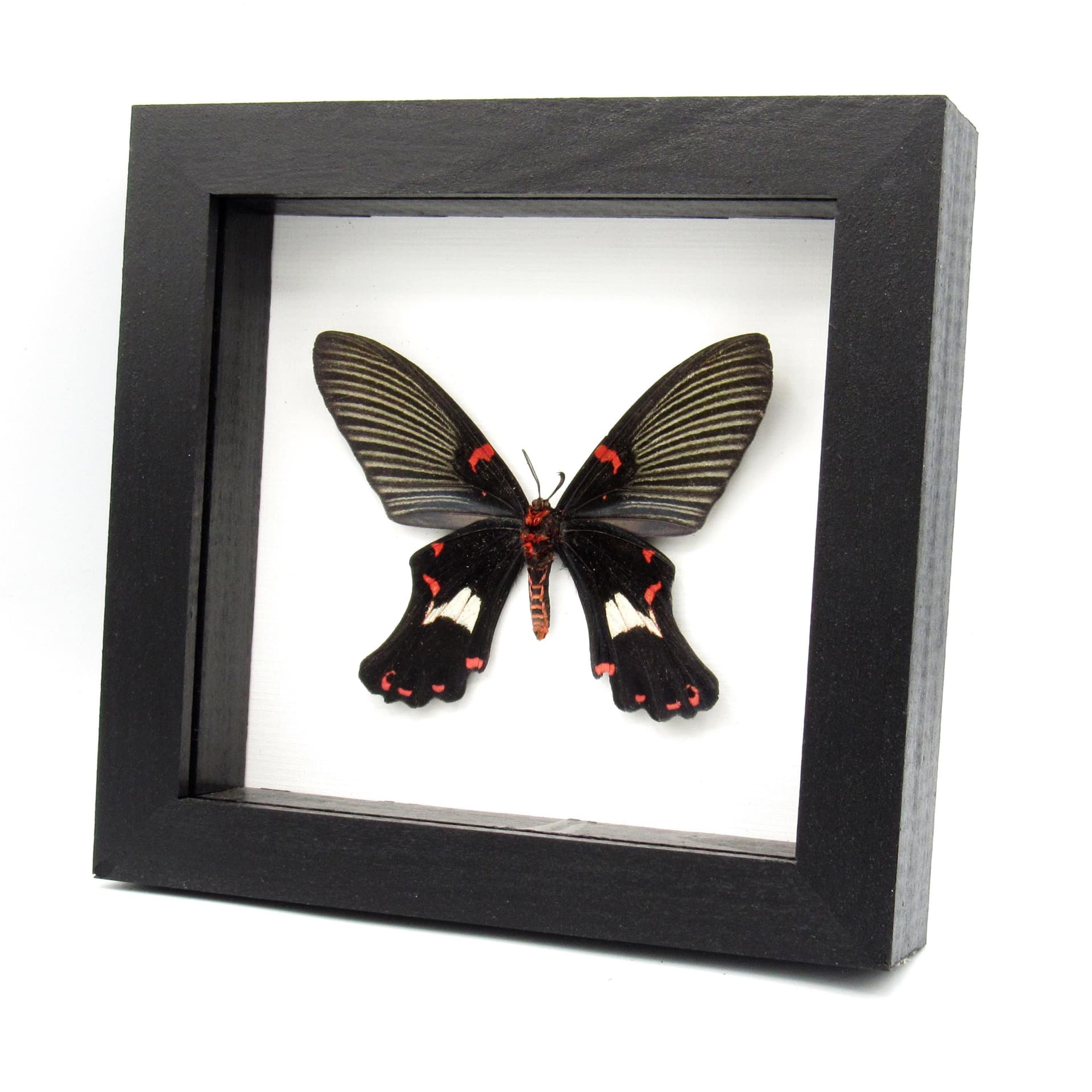 Rare moth framed taxidermy - Epicopeia polydora - Butterfly mimic - minor damage/antenna nip