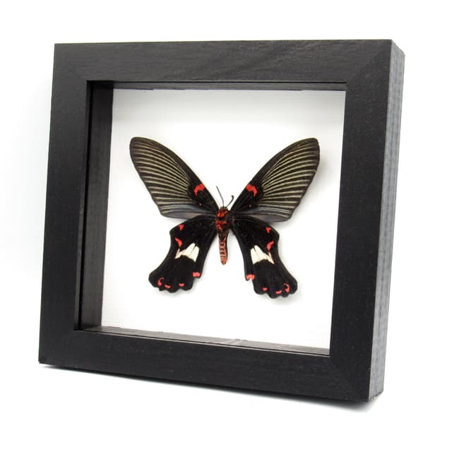 Rare moth framed taxidermy - Epicopeia polydora - Butterfly mimic - minor damage/antenna nip