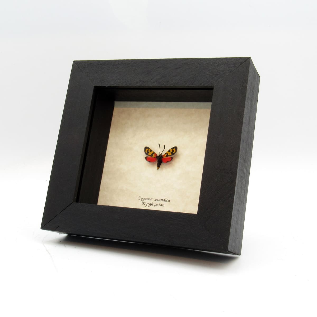 Real tiny red Burnet moth framed taxidermy - Zygaena cocandica