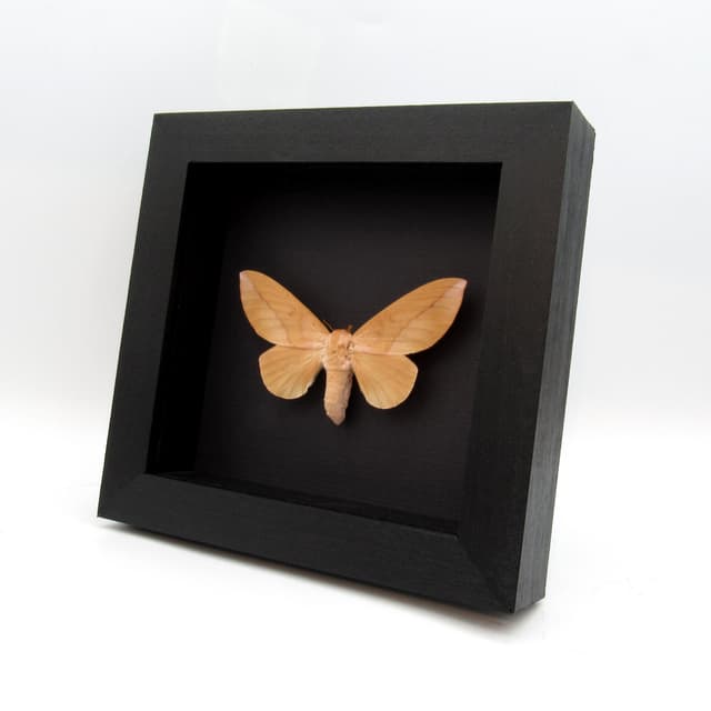 Large real Saturn moth framed taxidermy - Othorene verana - female