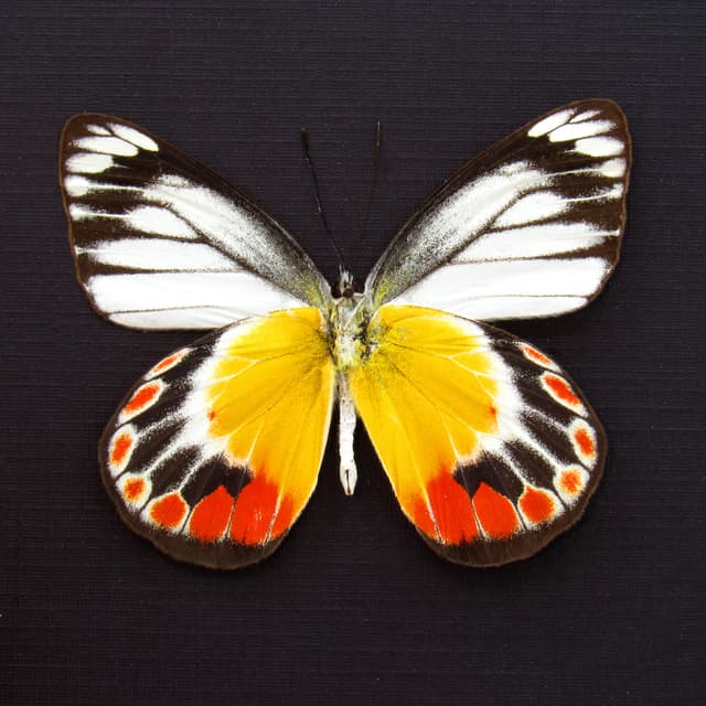 Real Delias butterfly framed taxidermy - Delias periboea alorensis - female
