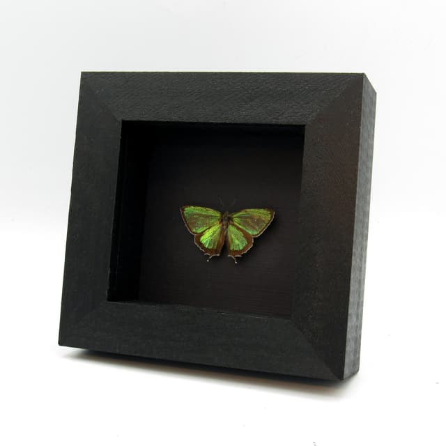 Real tiny metallic green butterfly framed taxidermy - Chrysozephyrus smaragdinus - Victorian mount