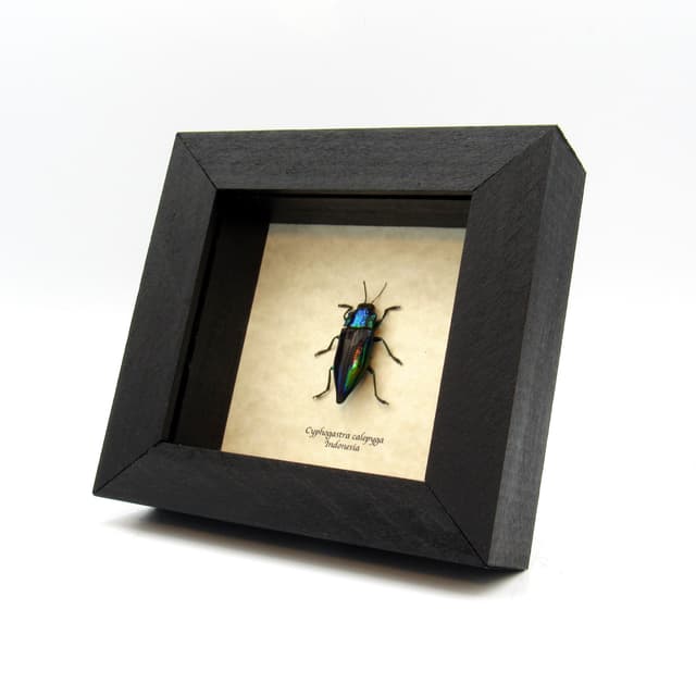 Real deep purple jewel beetle framed taxidermy - Cyphogastra calepyga