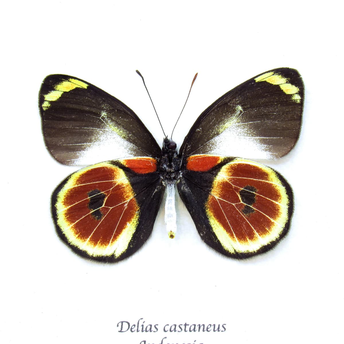 Rare red Cat Eye Delias butterfly framed taxidermy - Delias castaneus - female