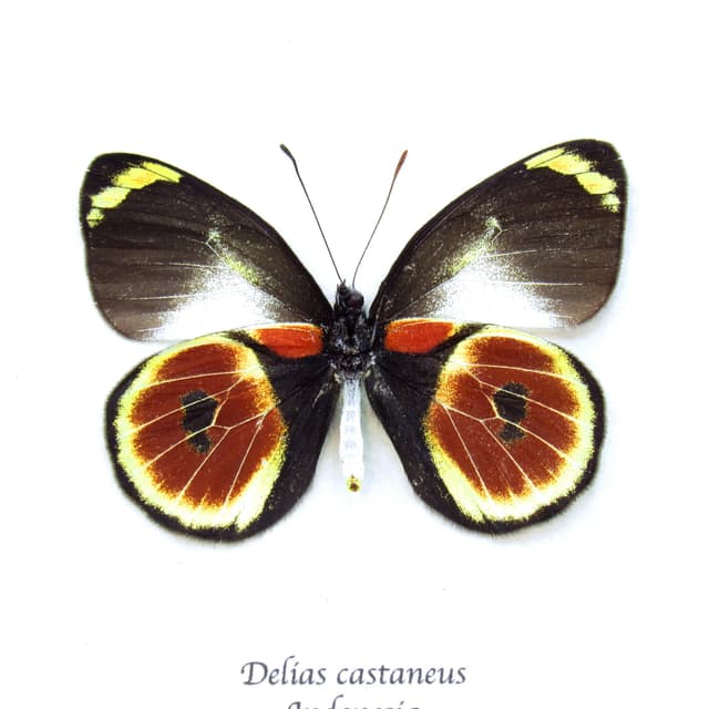 Rare red Cat Eye Delias butterfly framed taxidermy - Delias castaneus - female