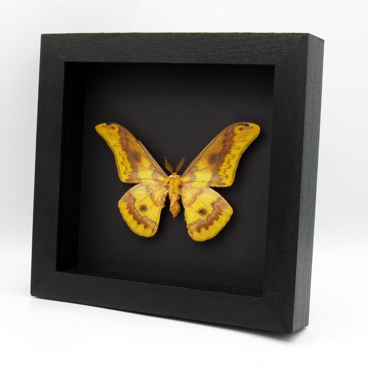 Rare Squeaking Silkmoth framed taxidermy - Rhodinia fugax