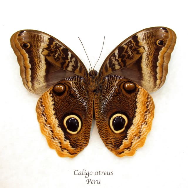 Real XL Golden Owl butterfly framed taxidermy - Caligo atreus
