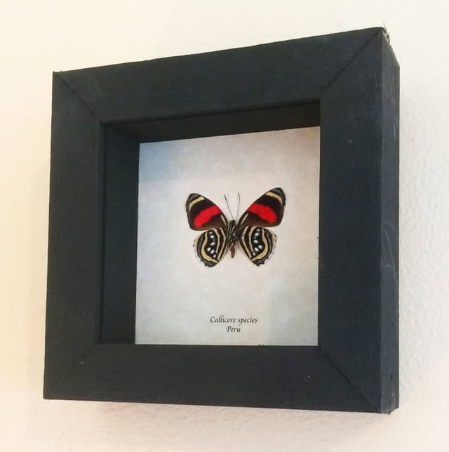Real framed taxidermy butterfly - Callicore species