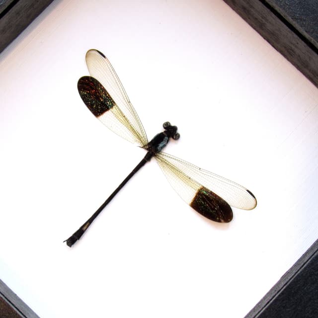 Real tiny Dragonfly framed taxidermy - Euphaea impar