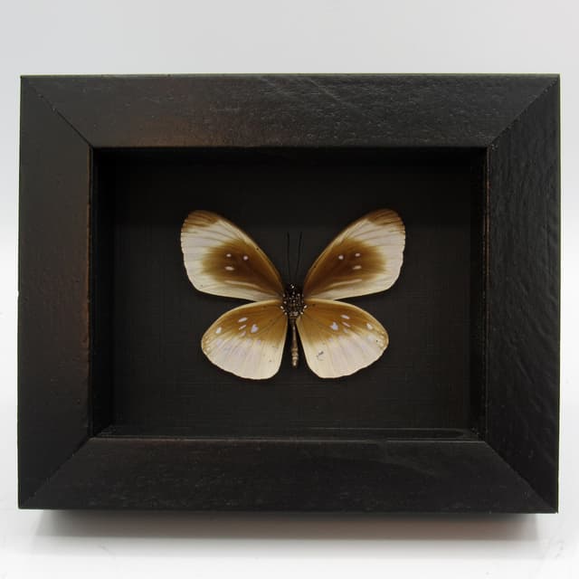 Real white framed taxidermy butterfly - Euploea leucostictos frigida