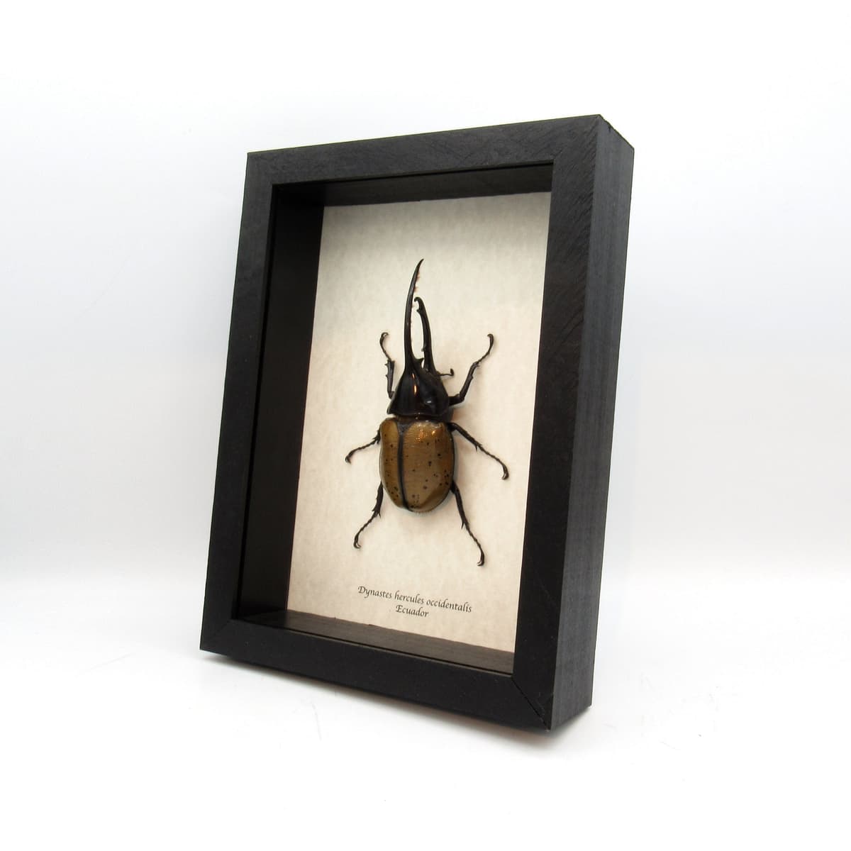 Real XL Hercules Rhinoceros beetle framed taxidermy - Dynastes hercules occidentalis