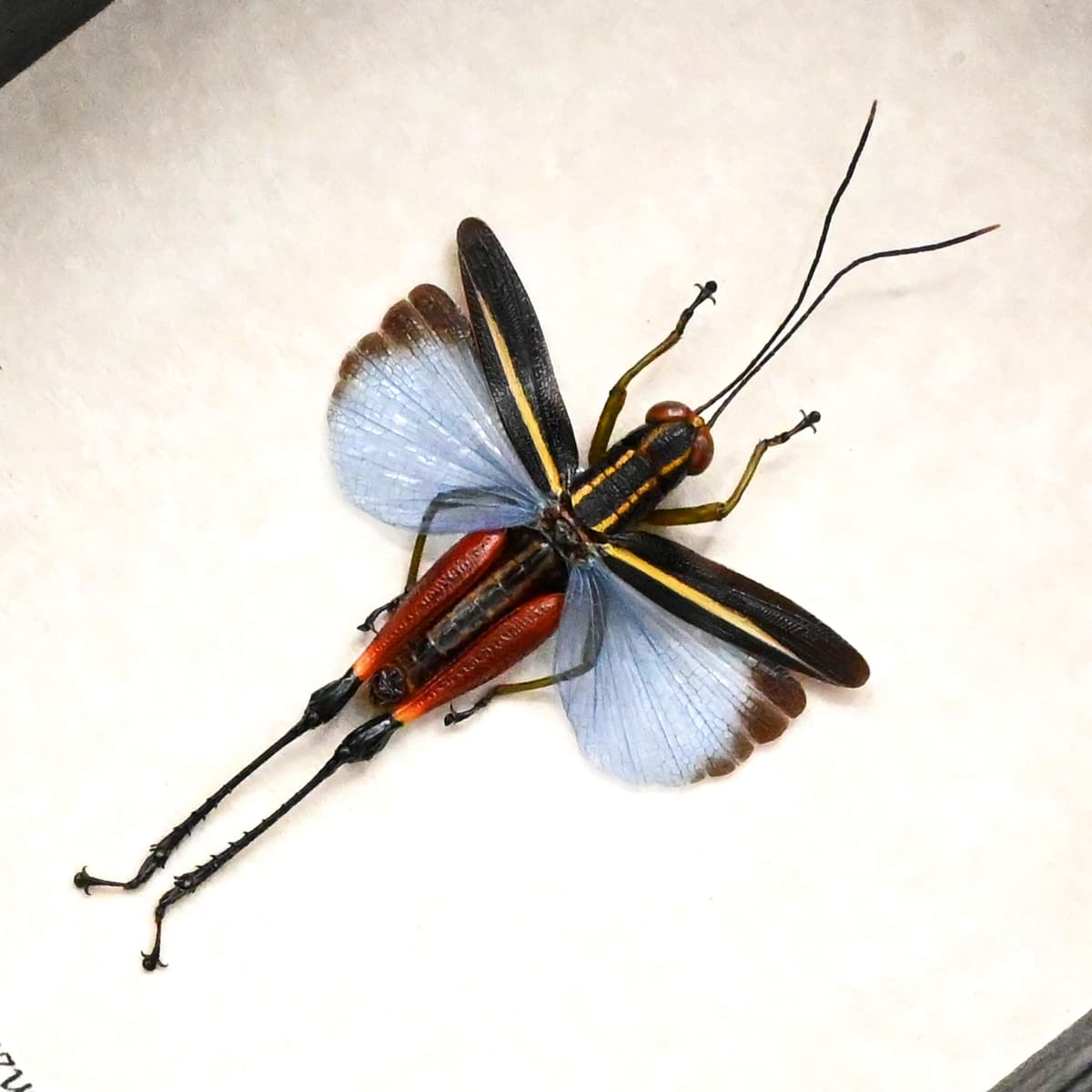 Real blue Grasshopper framed taxidermy - Coloracris azureus