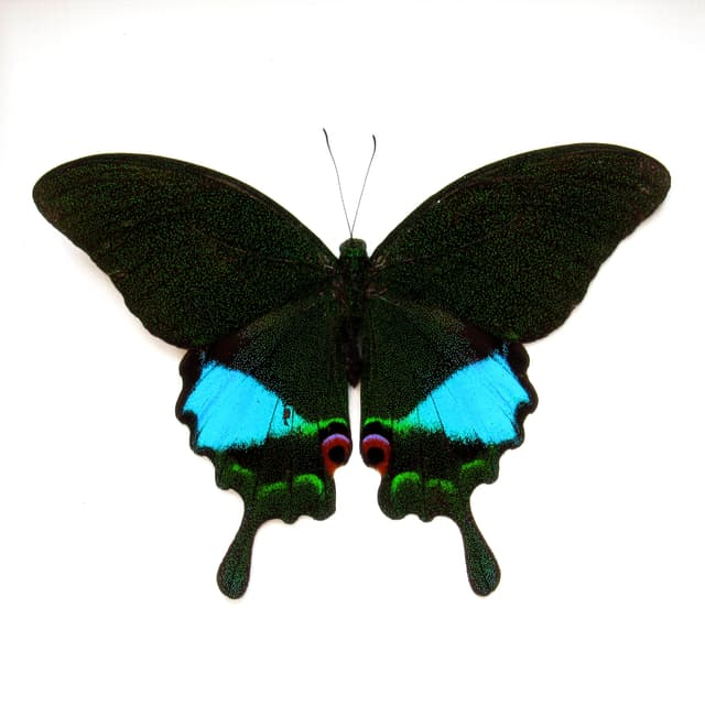 Large female Jungle Jade butterfly framed taxidermy - Papilio karna - Victorian mount