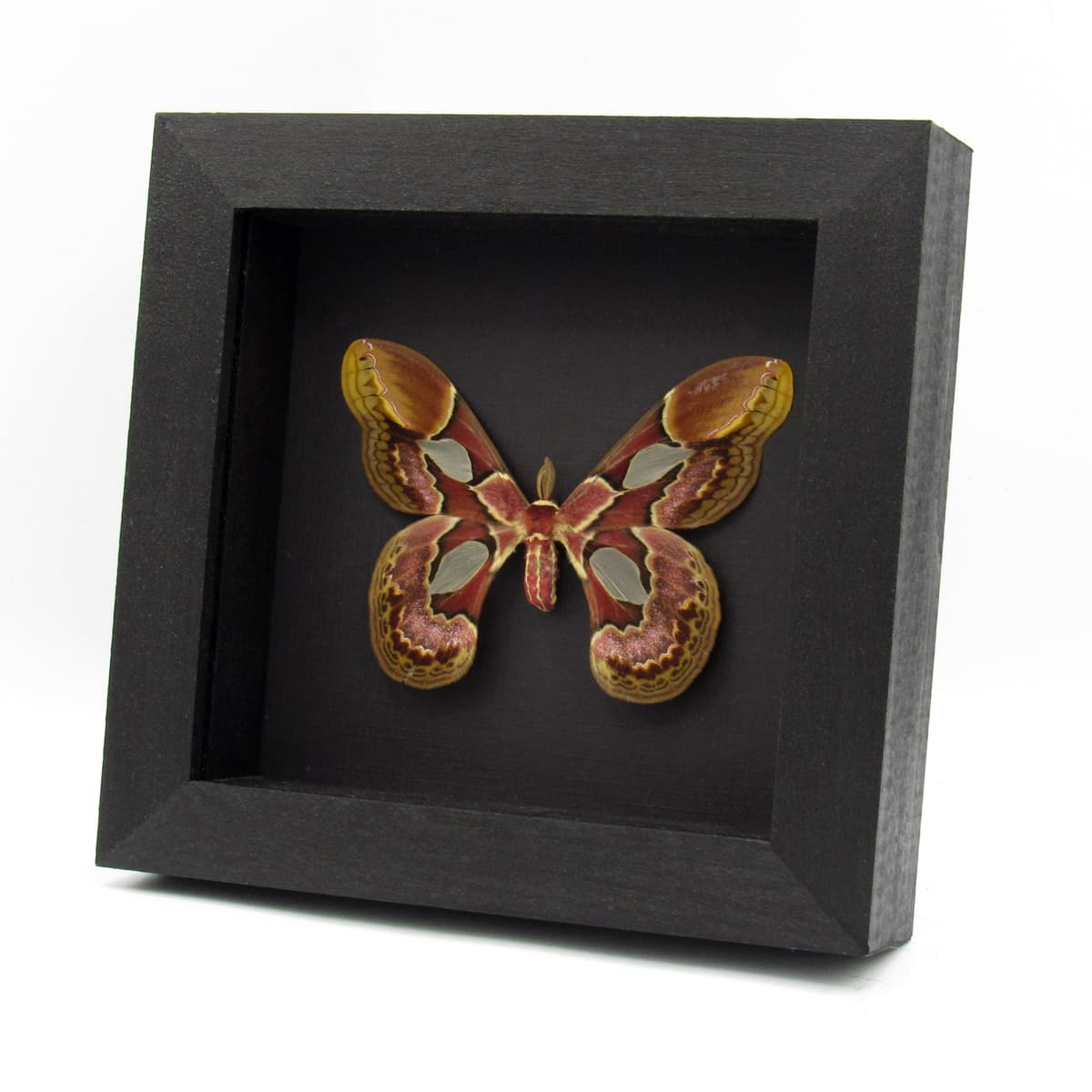 Real Rothschild's Silk moth framed taxidermy - Rothschildia erycina - large female