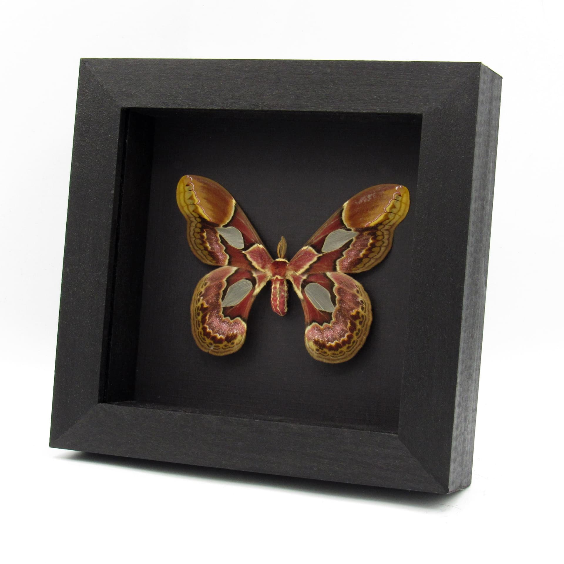 Real Rothschild's Silk moth framed taxidermy - Rothschildia erycina - large female