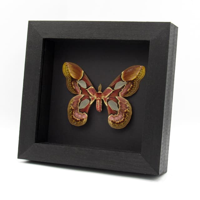 Real Rothschild's Silk moth framed taxidermy - Rothschildia erycina - large female