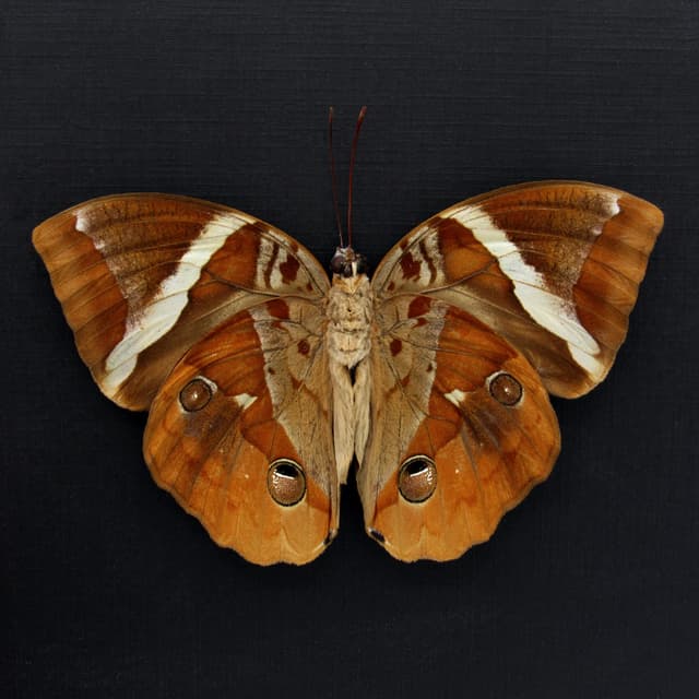 Very large real Tufted Jungle King butterfly framed specimen - Thauria aliris - Victorian mount