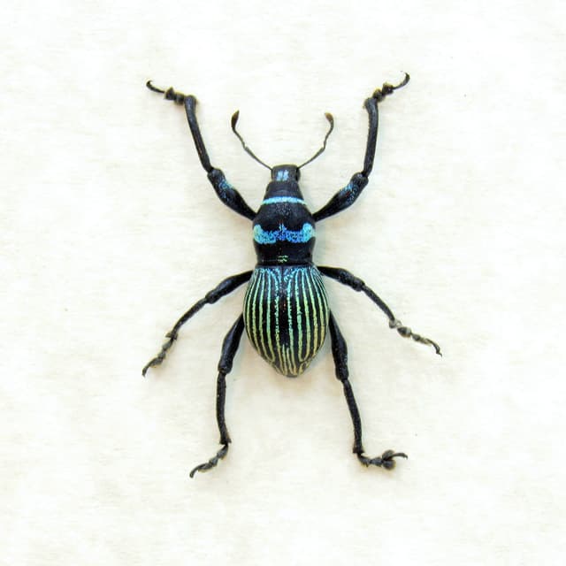 WEEVIL MANIA - Real green striped beetle framed taxidermy - Metapocyrtus hirakui