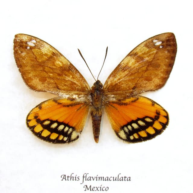 Rare orange Castnia moth framed taxidermy - Athis flavimaculata - minor damage/runt