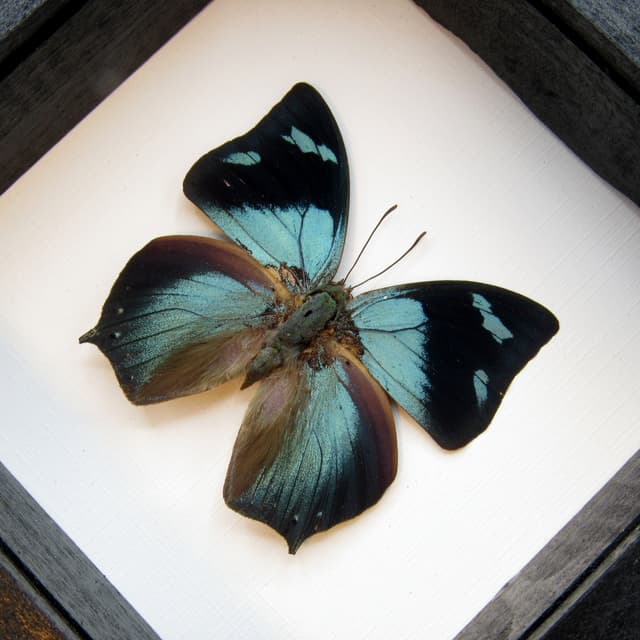 Real blue butterfly framed taxidermy - Anaea glaucone