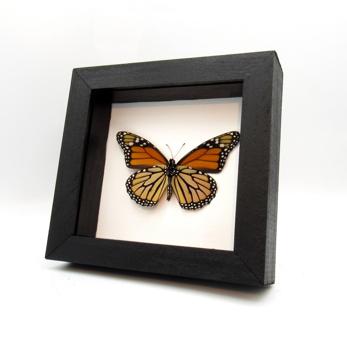 Real XL Monarch framed butterfly taxidermy - Danaus plexippus