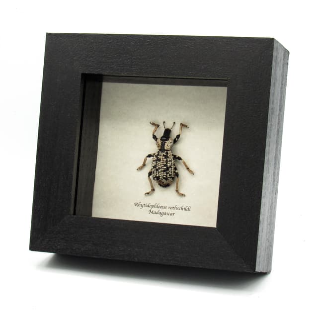 Real giant Armored Weevil framed taxidermy - Rhytidophloeus rothschildi