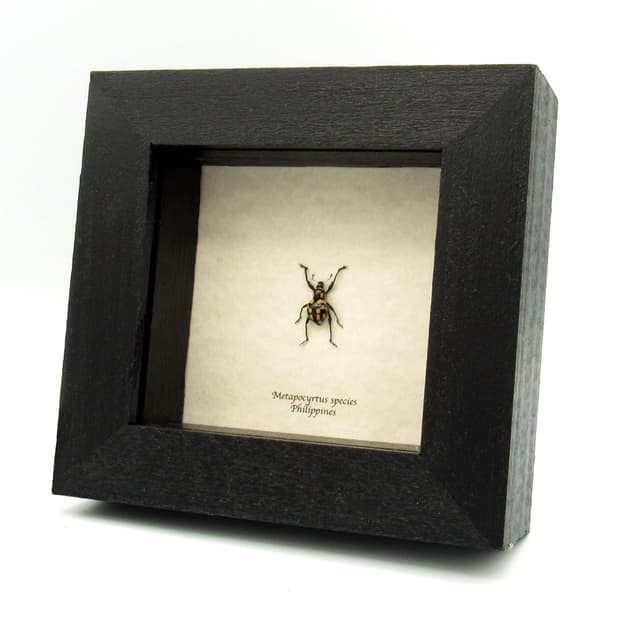 Real peach weevil beetle framed specimen - Metapocyrtus species