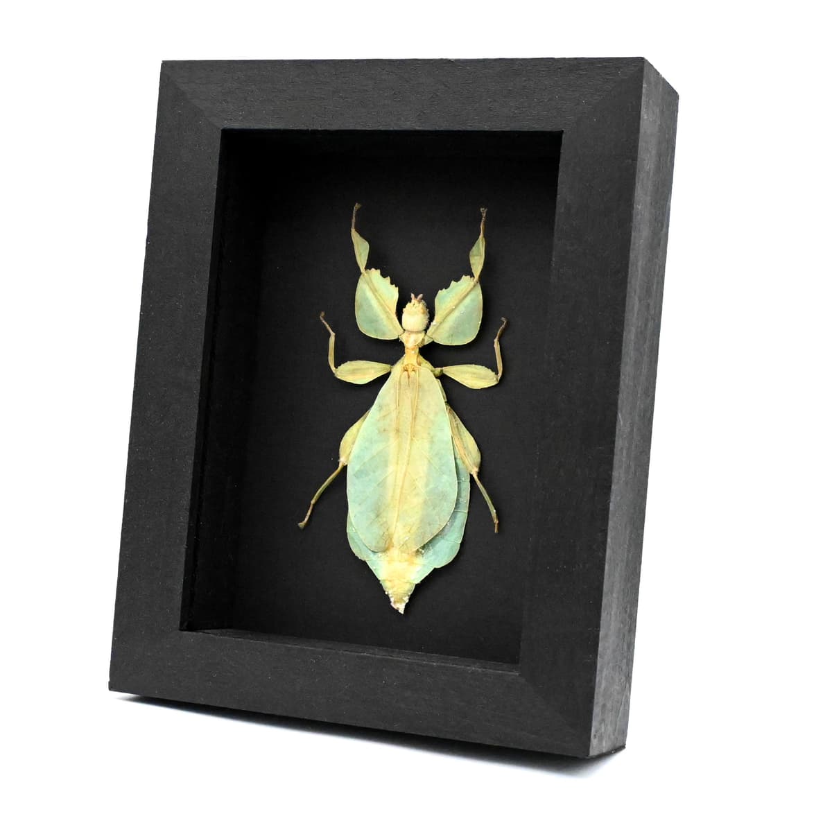 Real Walking Leaf insect framed taxidermy - Phyllium celebicum - female