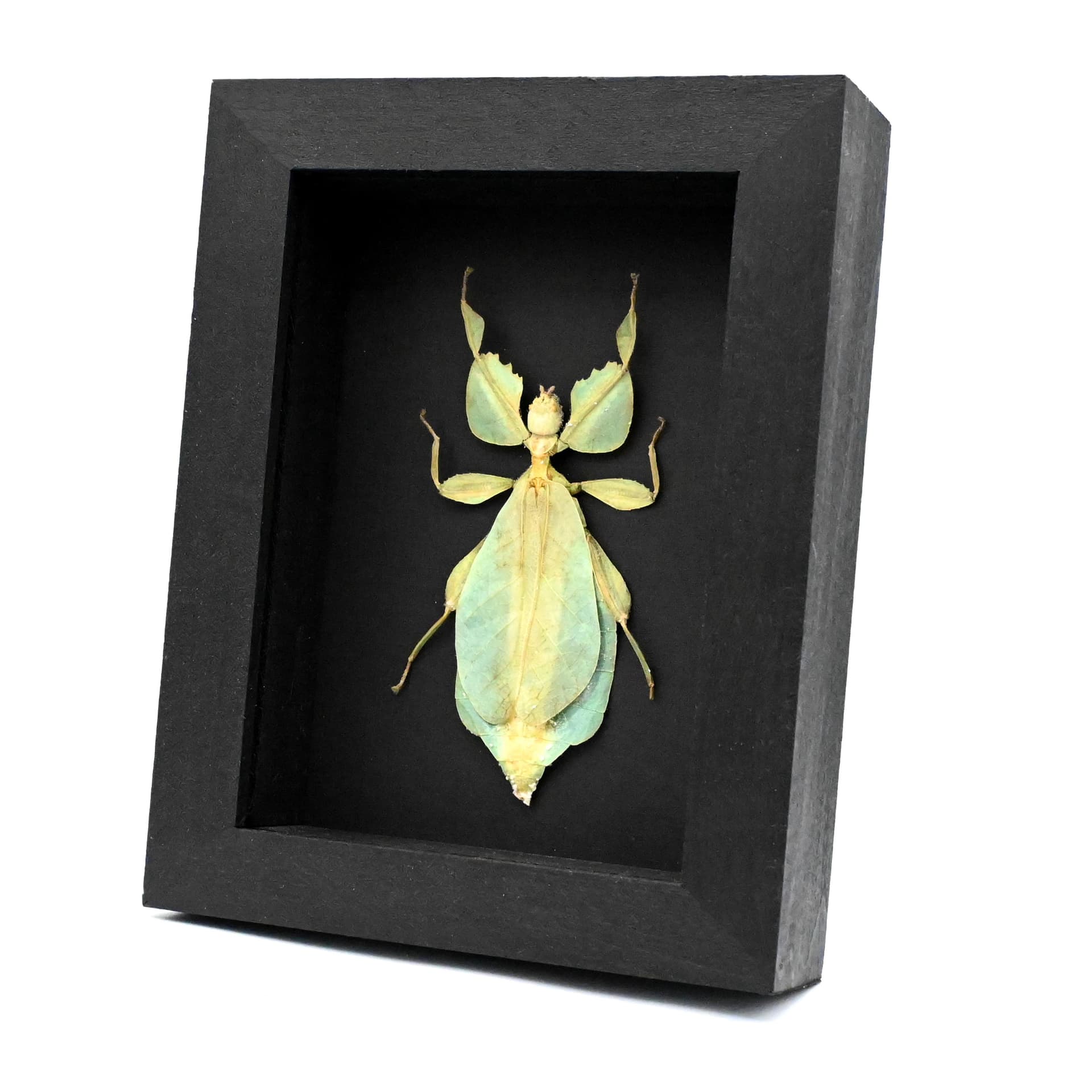 Real Walking Leaf insect framed taxidermy - Phyllium celebicum - female