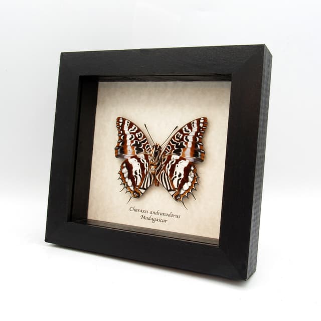 Very rare silver Charaxes butterfly framed taxidermy - Charaxes andranodorus