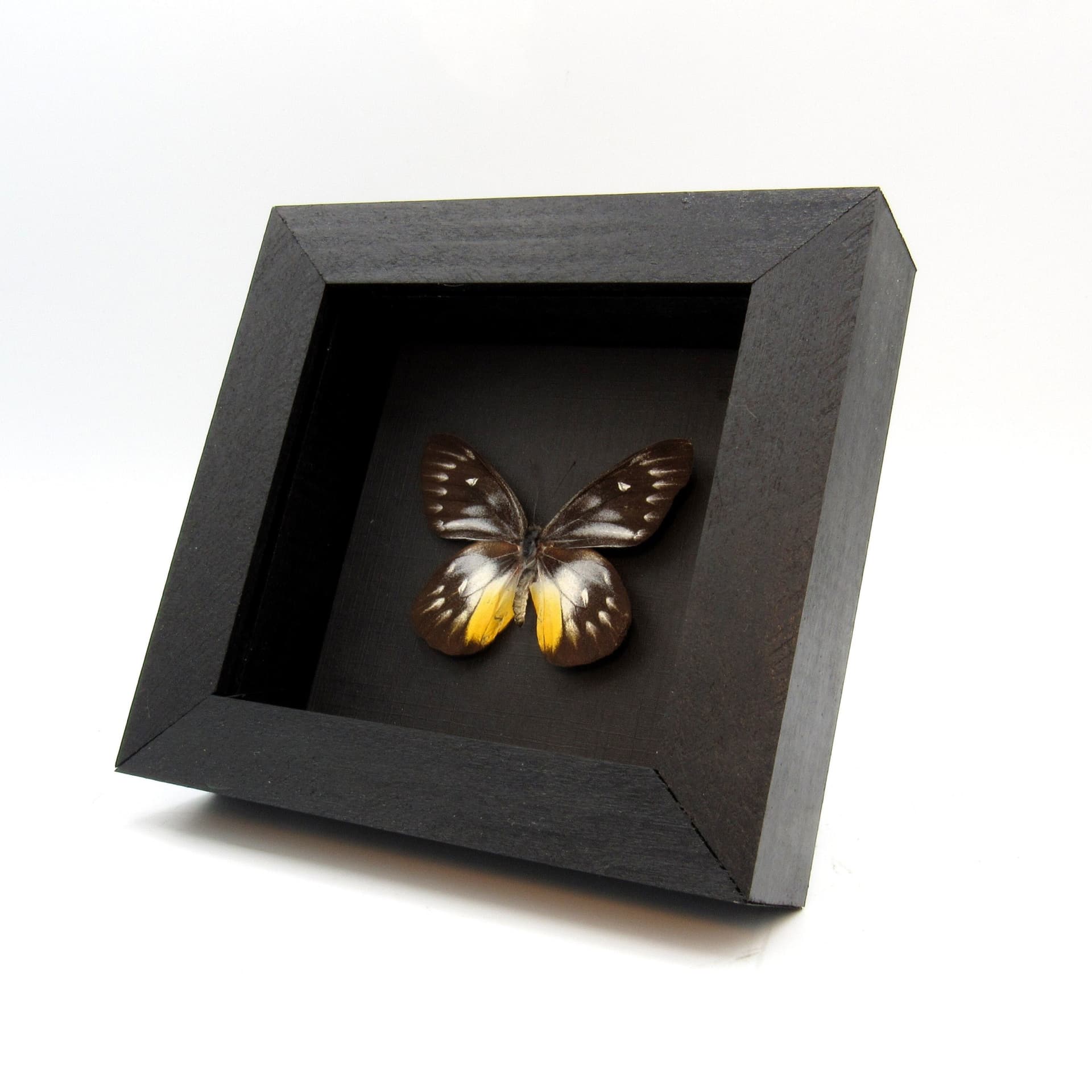 Real Black Delias butterfly framed taxidermy - Delias pasithoe