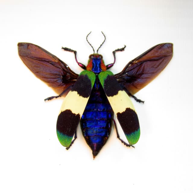 Rare Glittering Jewel beetle framed taxidermy - Chrysochroa corbetti
