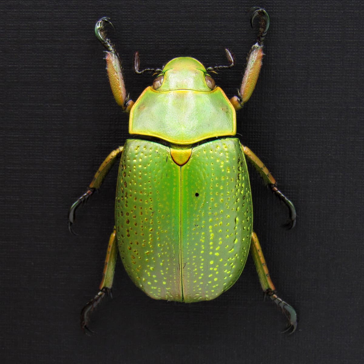 Rare large metallic Gold Speckled Jewel Scarab beetle framed taxidermy - Chrysina spectabilis