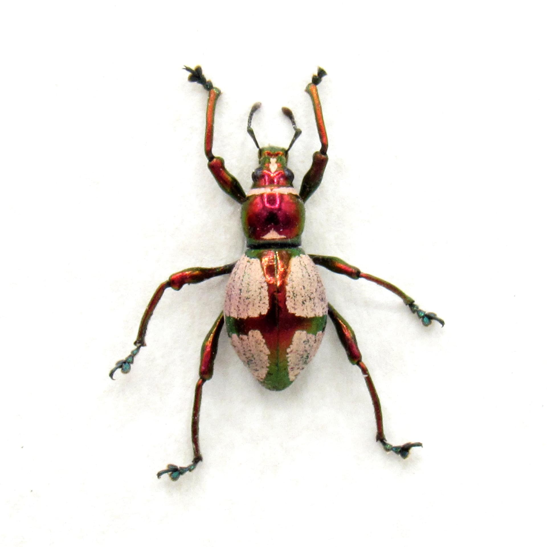 Real metallic pink weevil beetle framed specimen - Pachyrhynchus pseudamabilis
