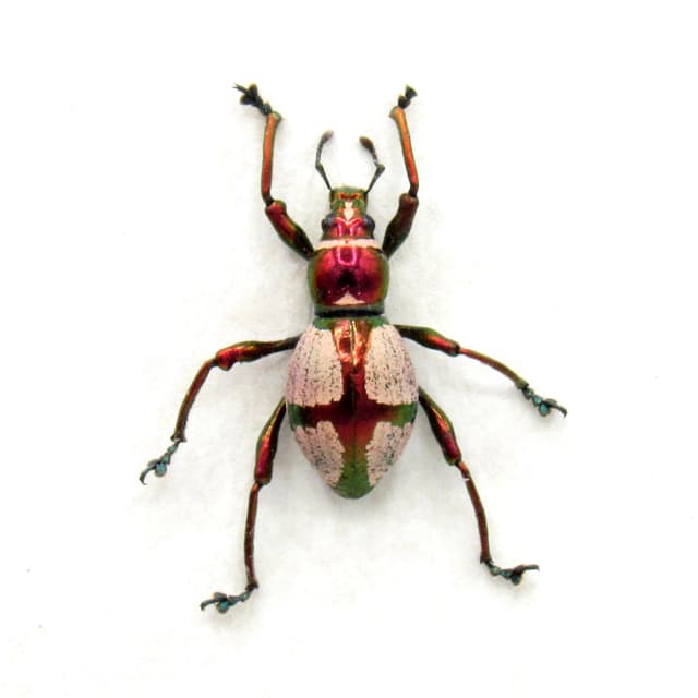 Real metallic pink weevil beetle framed specimen - Pachyrhynchus pseudamabilis
