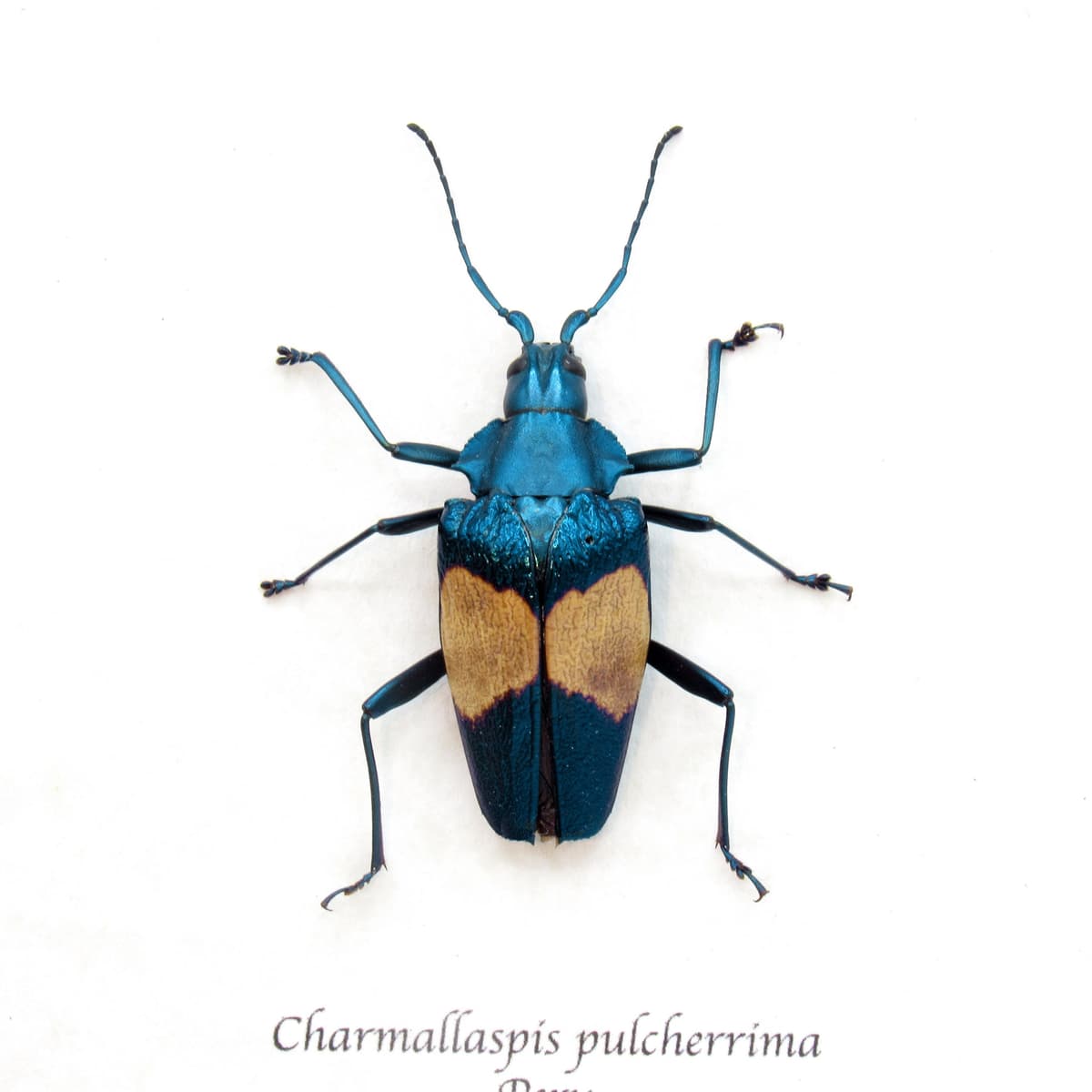 Rare blue Longhorn beetle framed taxidermy - Charmallaspis pulcherrima