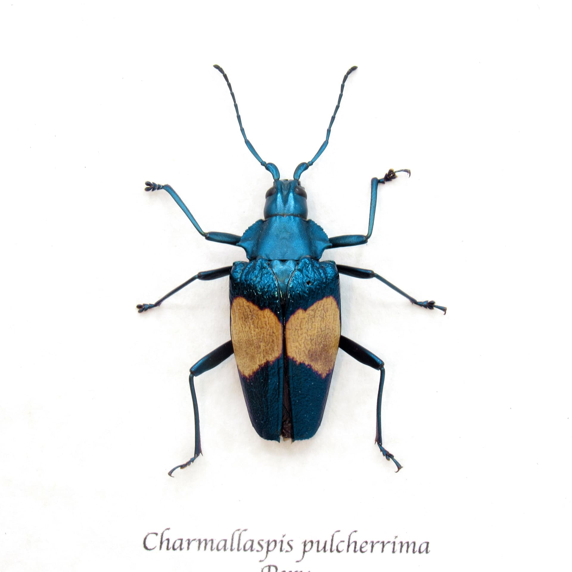 Rare blue Longhorn beetle framed taxidermy - Charmallaspis pulcherrima