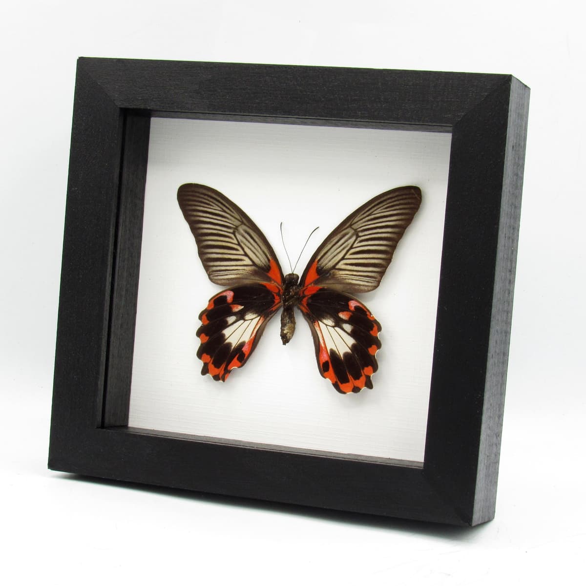 Large red Swallowtail butterfly framed taxidermy - Papilio rumanzovia - female