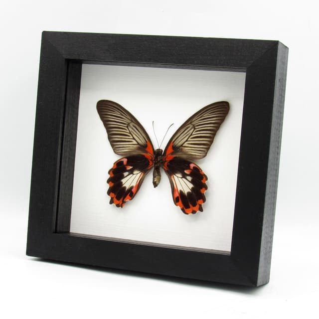 Large red Swallowtail butterfly framed taxidermy - Papilio rumanzovia - female