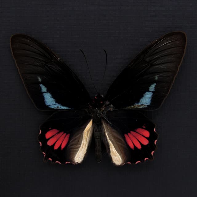Real blue Cattleheart butterfly framed taxidermy - Parides lysander brissonius