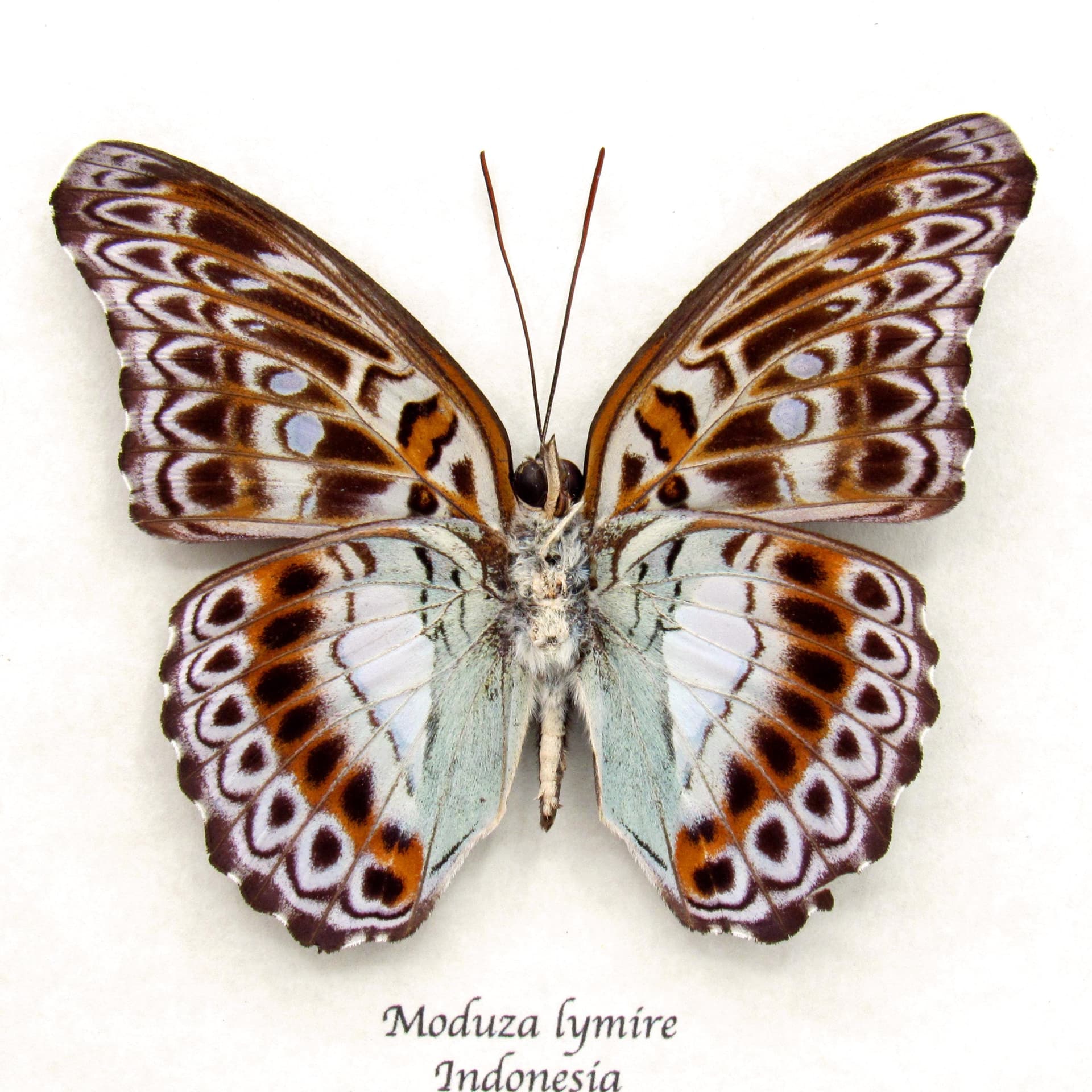 Real lavender butterfly framed taxidermy - Moduza lymire