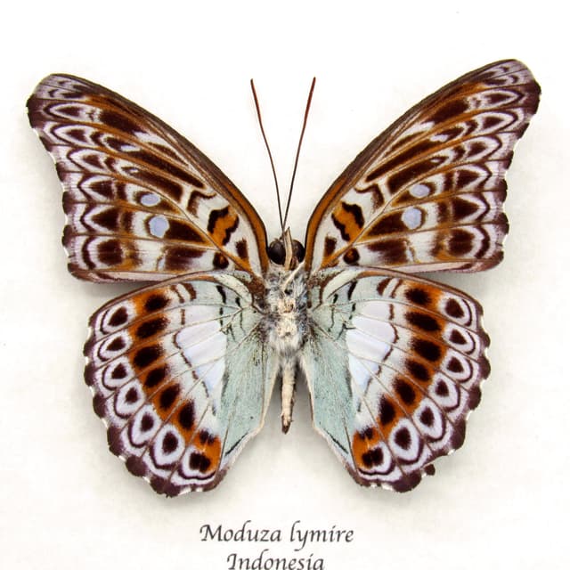 Real lavender butterfly framed taxidermy - Moduza lymire