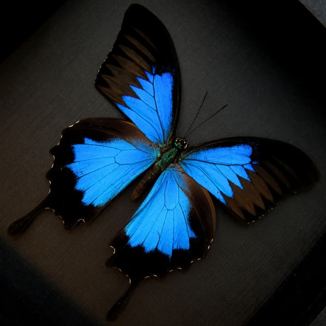 Real iridescent blue butterfly framed taxidermy - Papilio ulysses
