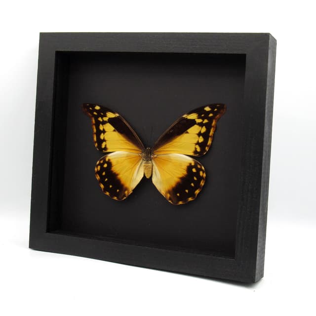 Rare XXL Giant Morpho butterfly framed taxidermy - Morpho rhetenor helena - female - 6.2 inch wingspan